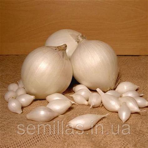 Купить Лук севок Сноу Бол, 1 кг, белая средняя, (TOP Onion Sets), цена ...