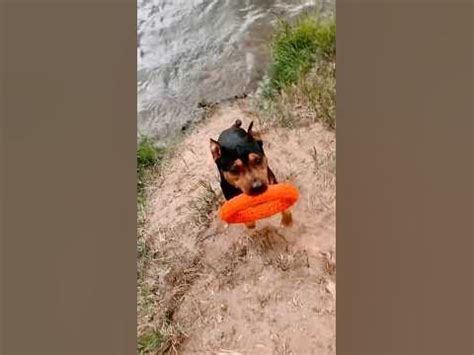 Бег по воде 🐕 - YouTube