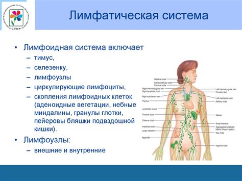 Кожа, подкожножировая клетчатка и лимфатические узлы у детей ...