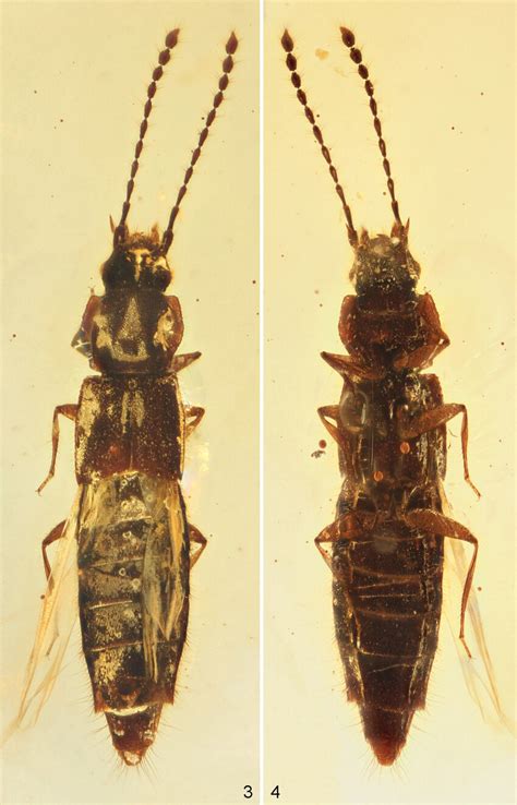 Gollandia planata gen. et sp. n. photographed with macro lens and three ...