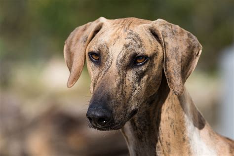 Azawakh: Dog Breed Characteristics & Care
