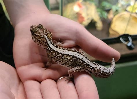 Paroedura pictus- 'Pictus Gecko' Male-pictus gecko