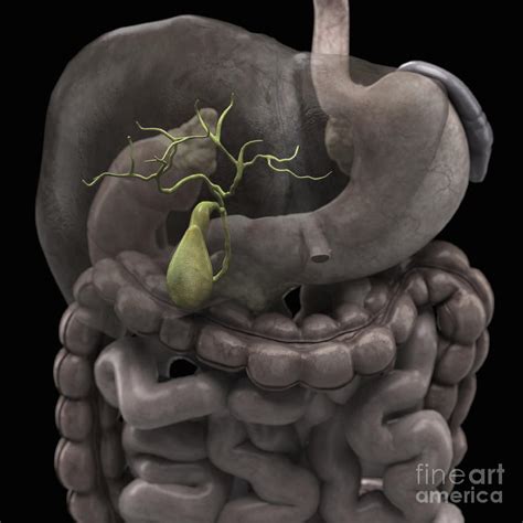 gallbladder photograph  science picture  pixels