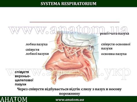 8 – SYSTEMA RESPIRATORIUM – АНАТОМ | The ANATOMIST