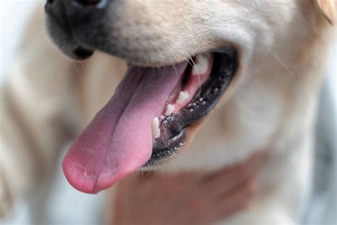 Hook Worms In Dogs