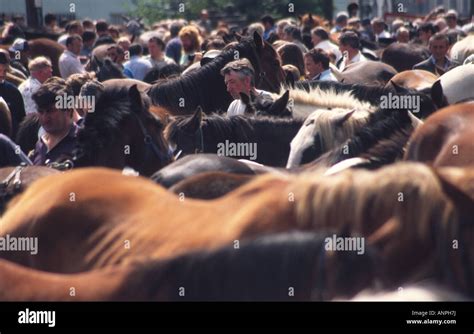 Puck fair, Horse fair at Killorglin, Irish Dancing at Puck Fair ...