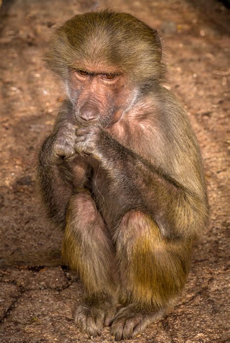 Baby Pavian Monkey - Kostenloses Foto auf Pixabay