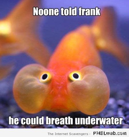 Fish Funnies | Aquarium Addicts Anonymous