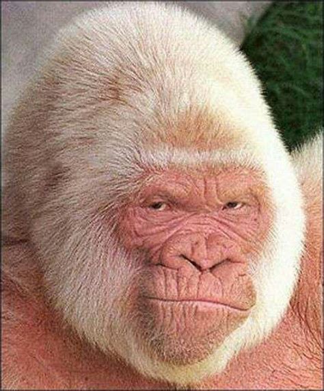 Mountain Gorilla: Albino Mountain Gorilla