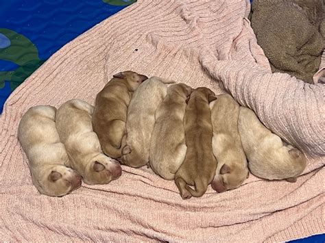 Labrador Retriever (Lab) Puppies For Sale In Alaska