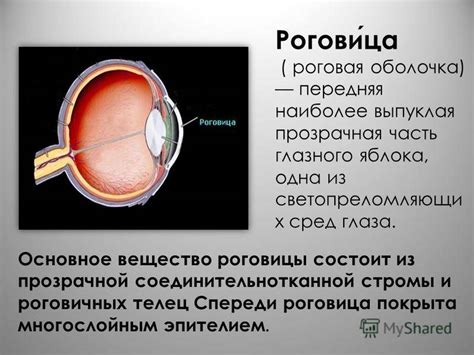 Роговица глаза - строение и функции