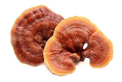 We Explain Where To Find High Quality Reishi Mushrooms For Sale - RYZE Superfoods