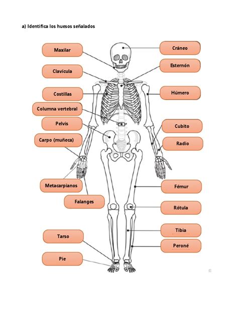 anatomia  alexandra pacheco