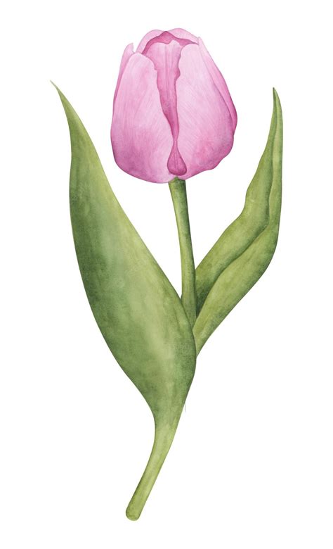 Premium Vector | Pink tulip on white background watercolor botanical ...