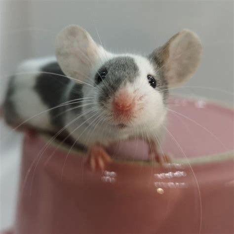 Fancy mice | Durham, County Durham | Pets4Homes - Sai - Fancy mice ...