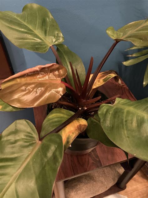 overwatered? underwatered? : r/plantclinic
