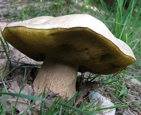 Боровик Берроуза (Boletus barrowsii) фото и описание