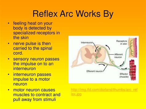 PPT - Presented by: Jessica Forbes PowerPoint Presentation, free ...