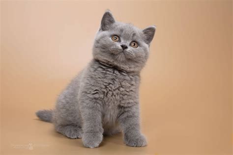 Британская кошка голубого окраса Gillan of Noble Birth