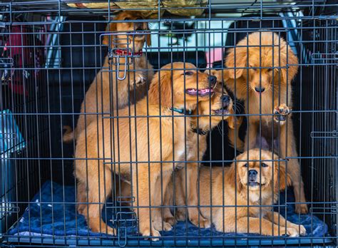 Owners found that lucky dog kennel provides professional pet photography 9