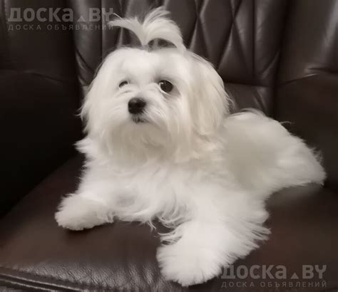 DOSKA.by Собаки, щенки - Мальтийская болонка Предлагаются к ...
