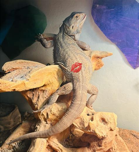 Doin’ the sexy leg thang. : r/BeardedDragons