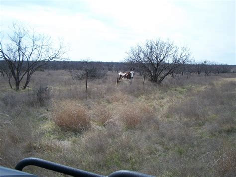 Mustang Ranch | Chip Cole & Associates, Ranch Brokers