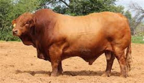 Beefmaster Cattle Characteristics - Cattle Guide - Poultryabc.com