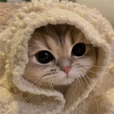 #kitty #ава #котики Silly Cats, Kittens Cutest, Cats And Kittens, Corgi ...