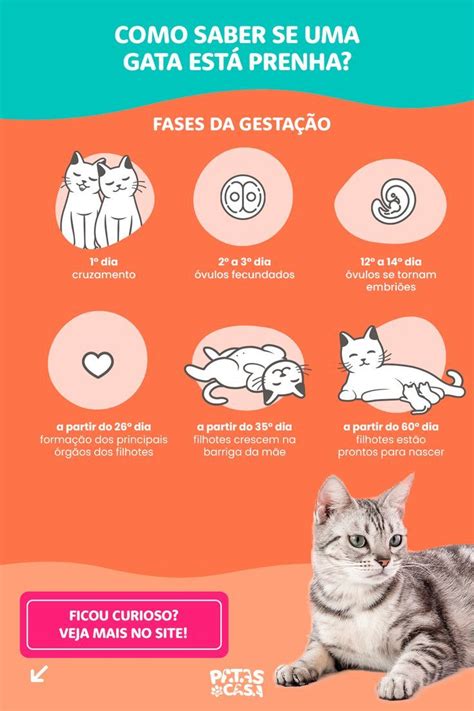 Quantos Meses Dura A Gestação De Uma Gata - Conheça as fases da gestação felina! | Como cuidar de gatos, Gatos ...