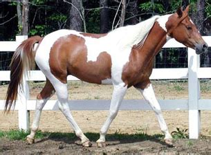 Chestnut Tobiano - Evolution and Distribution of Equine Coat Color Genetics