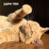 Картинки с надписью - Удачи тебе!.
