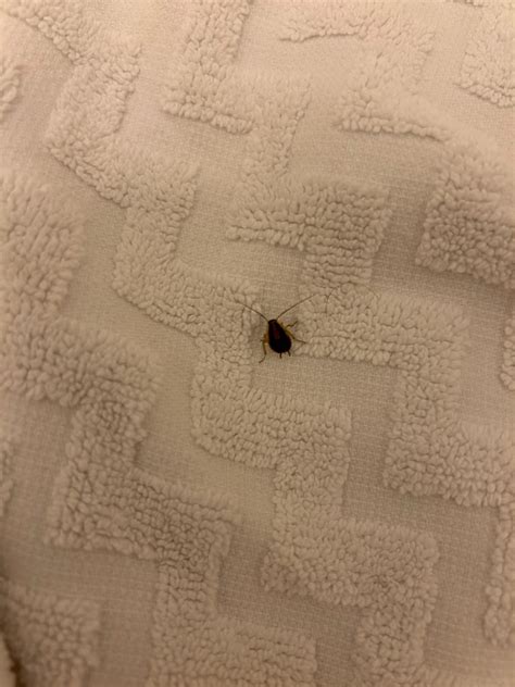 Bedbug or Roach? Found in my Mom's hotel room : r/Bedbugs