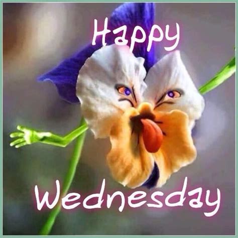 Wednesday Memes - Funny Happy Wednesday Images