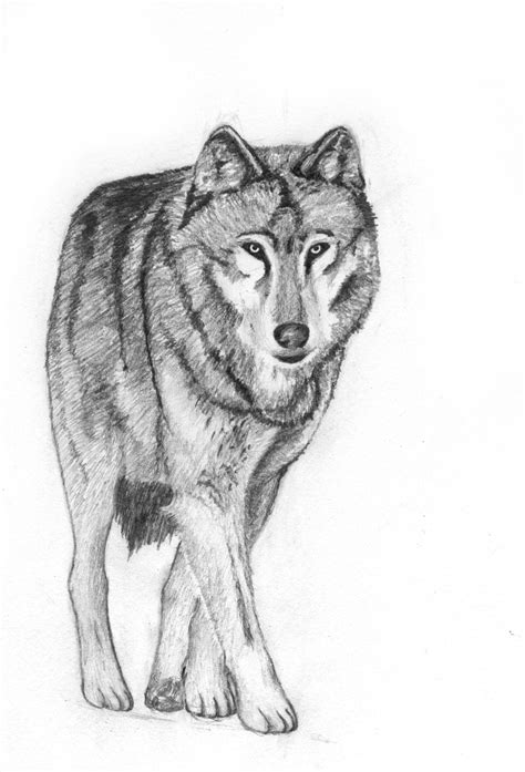 Wolf pencil by wradgio on DeviantArt