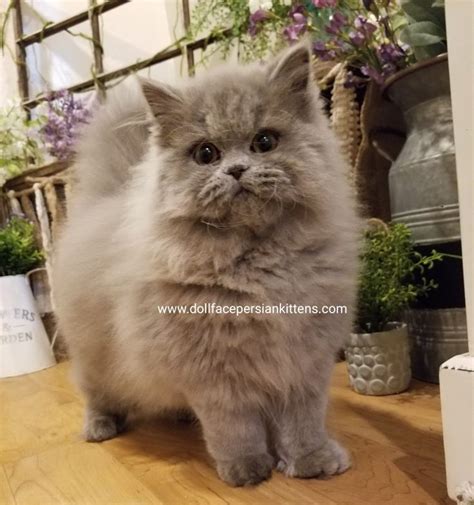 Blue Persian | Persian kittens, Cute cats, Kittens