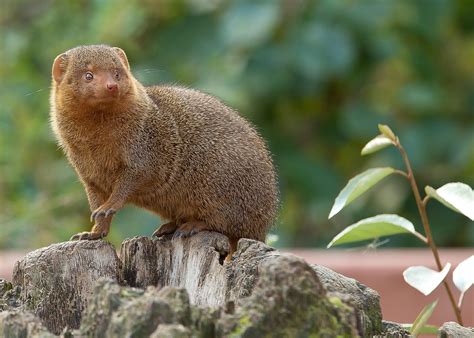 500+ Free Mongoose & Meerkat Images - Pixabay