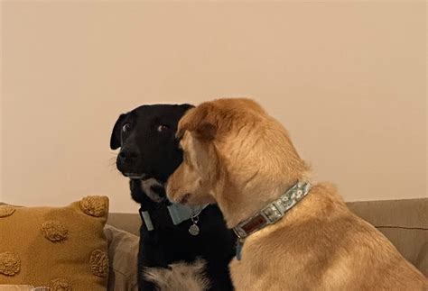 Side eye dog Blank Template - Imgflip