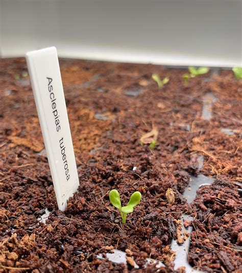 The rare and elusive…..tricot? : r/NativePlantGardening