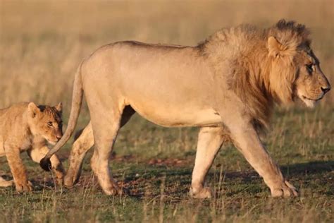 tall   lion wildlife facts uncovered