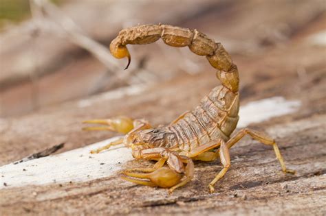 Scorpions - Wild Animals News & Facts