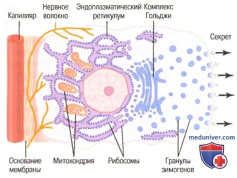 Железы пищеварительного тракта. Строение желез пищеварительного тракта