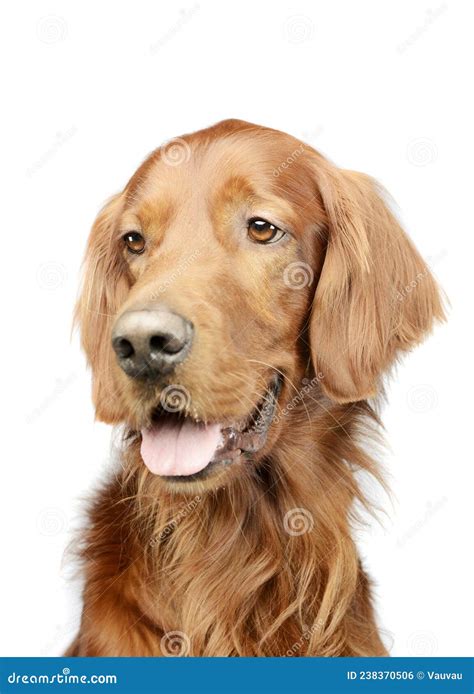 Portrait of an Adorable Irish Setter Stock Photo - Image of tongue ...