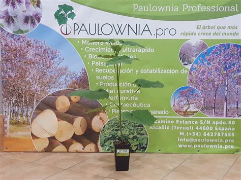 Paulownia Pao Tong Z07 maceta 2 litros