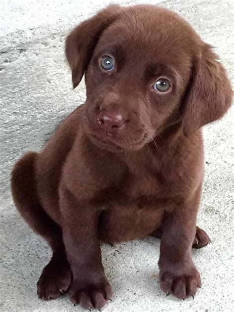 Chocolate Labrador Puppy with Blue Eyes