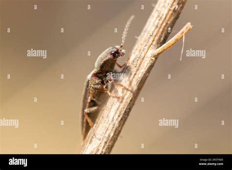 agriotes  res stock photography  images alamy