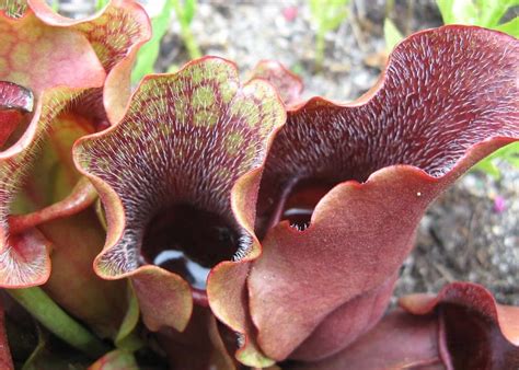sarracenia purpurea purple pitcher plant