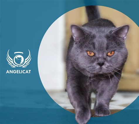 AngeliCat - Cattery | Tbilisi