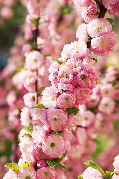 Amygdalus triloba - EcuRed