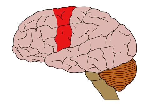 brain motor cortex